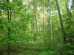 BIGFOOT DNA ‘EVIDENCE’ PUBLISHED… RAISING MORE QUESTIONS