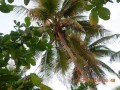 coconut-trees